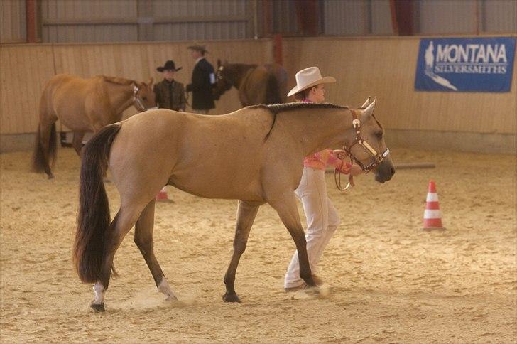 Quarter Snap Del Cielo - Showmanship at Halter billede 7