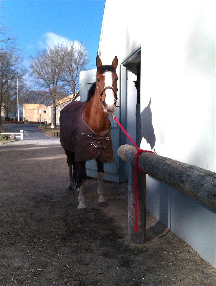 Anden særlig race Hope - April 11. Har fået vasket hale i dag. Første dag ude uden dækken. billede 9