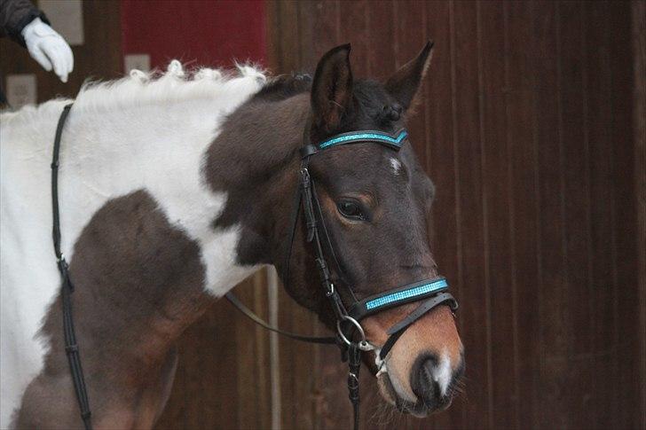 Pinto Spirit - stævne i mariager 26.2.11, fik en 2.plads billede 9