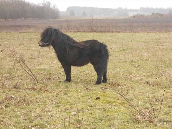 Shetlænder Stjernernes Mini-Mokka billede 1