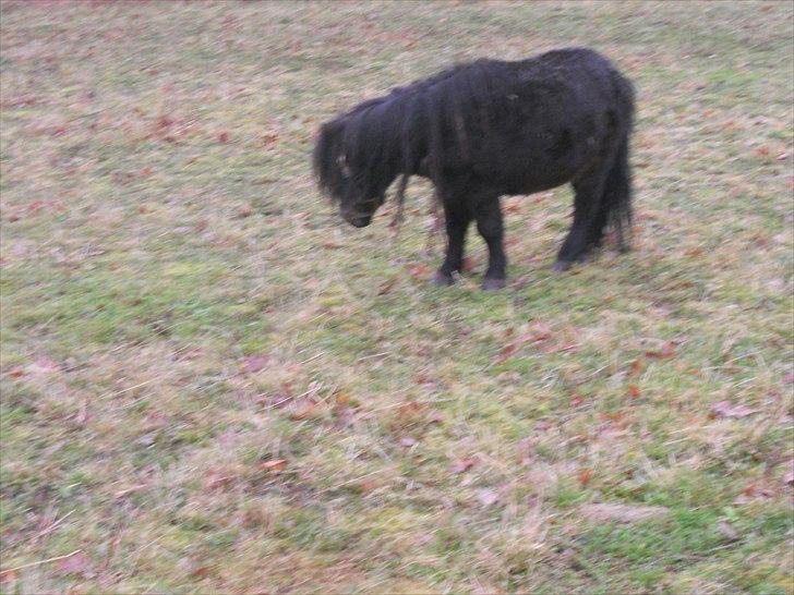 Shetlænder Stjernernes Mini-Mokka billede 17