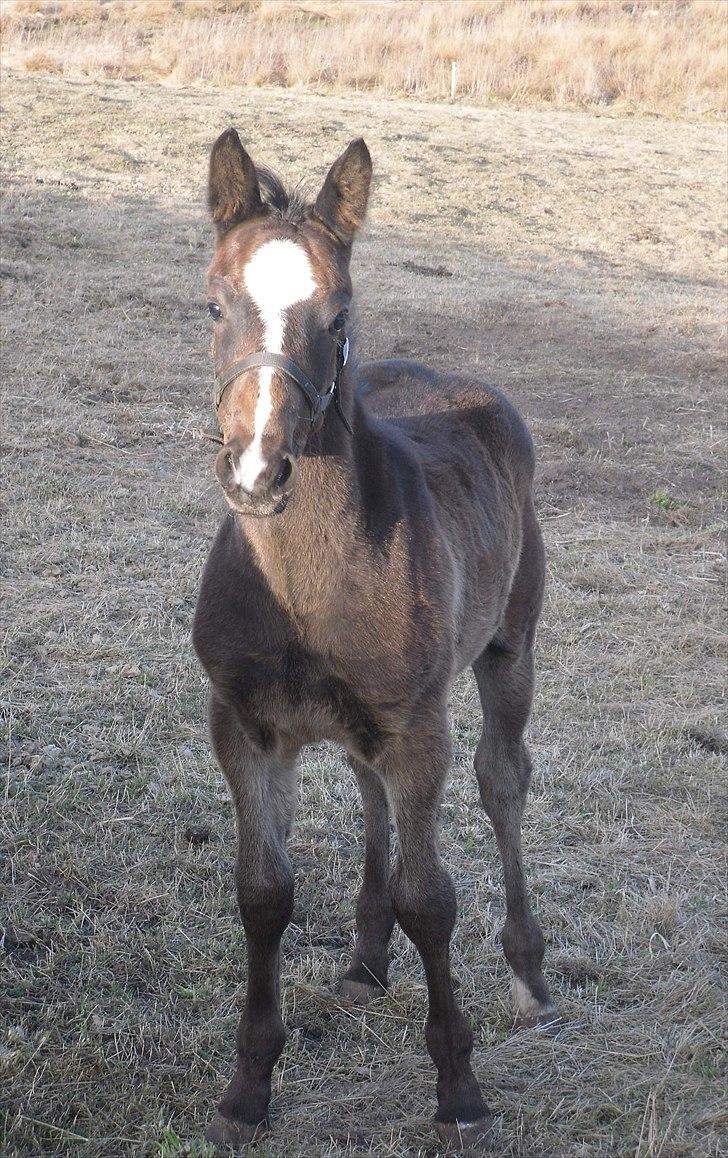 Oldenborg Landino billede 12