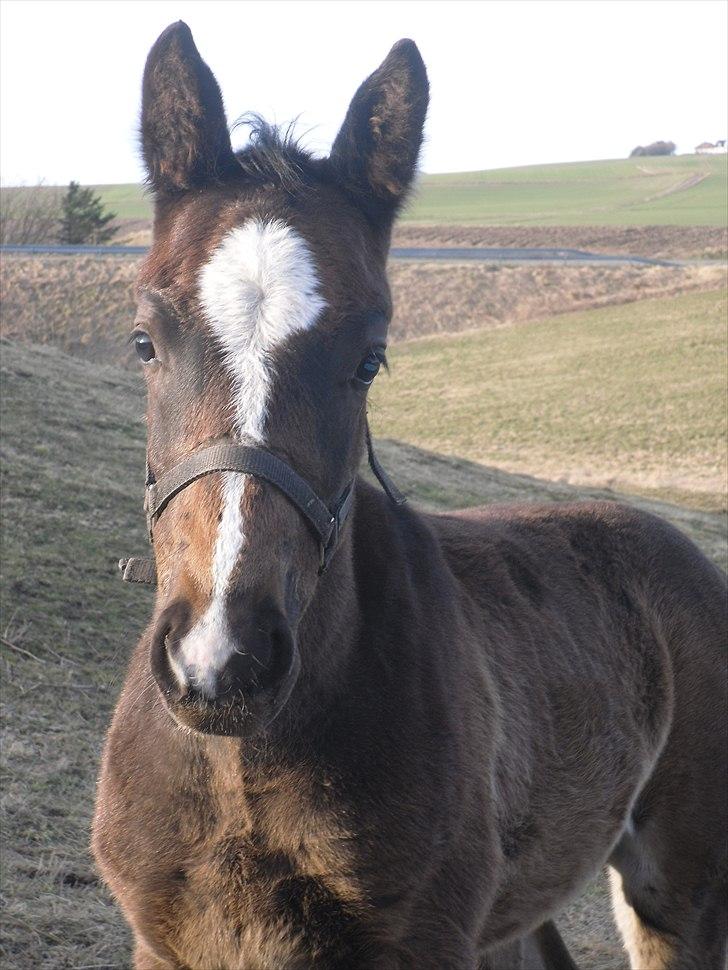 Oldenborg Landino billede 13