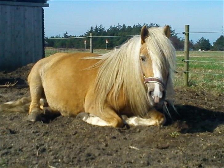 Tyroler Haflinger Paxandra Søgaard-Med føl - 9] billede 9