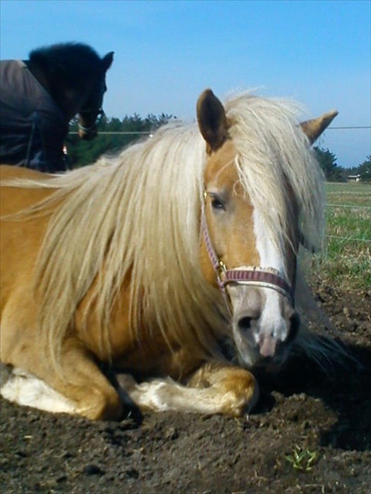 Tyroler Haflinger Paxandra Søgaard-Med føl - 10] billede 10