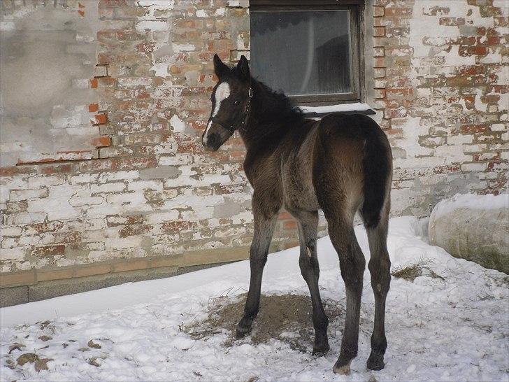 Oldenborg Landino billede 14