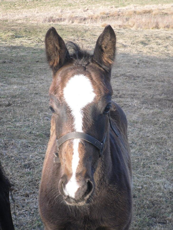 Oldenborg Landino billede 15