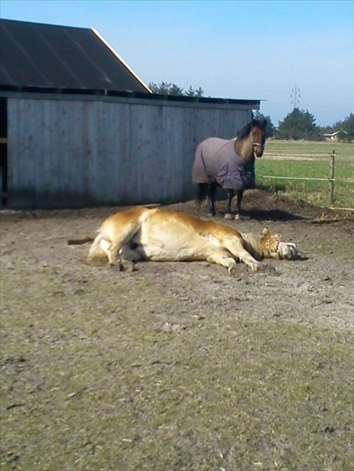 Tyroler Haflinger Nanok Mix Søgaard SOLGT! - 20] Nanok & Thy Nanna. 06-04-2011 billede 20