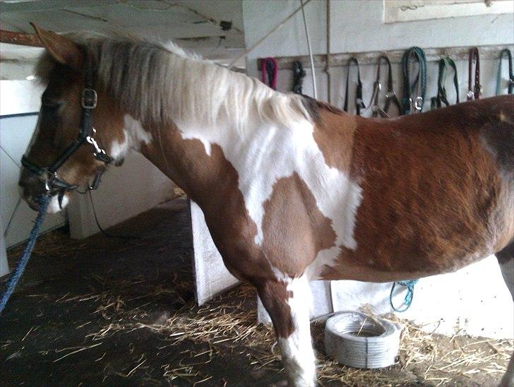 Pinto Balou <3 (elev) - Strigler ham  billede 9