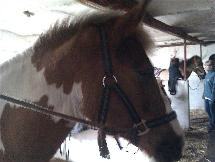 Pinto Balou <3 (elev) - Strigler ham  billede 10