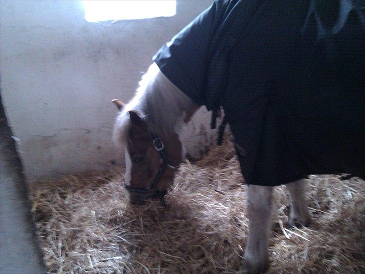 Pinto Balou <3 (elev) - I hans boks billede 12