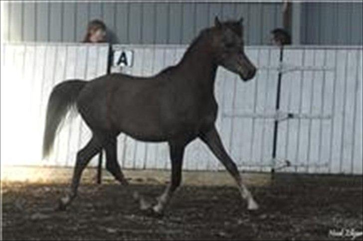 Arabisk fuldblod (OX) Shahefa MG Ibn ibn Wash billede 19