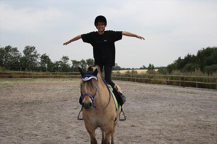 Fjordhest Maltus! * SOLGT* <3 billede 16