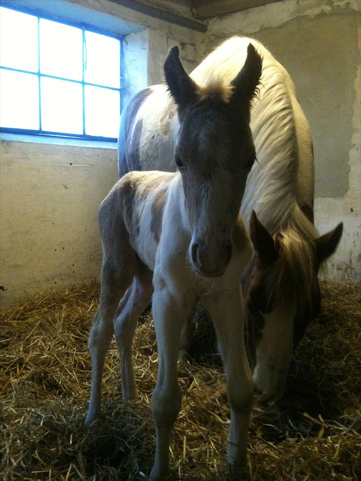Welsh Partbred (Sec F) Brattensborg Safari surpr billede 1