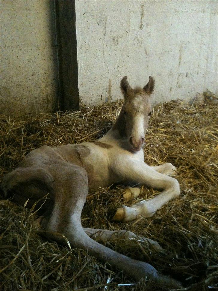 Welsh Partbred (Sec F) Brattensborg Safari surpr billede 2