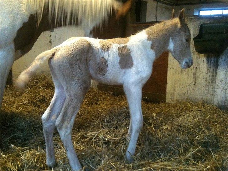 Welsh Partbred (Sec F) Brattensborg Safari surpr billede 3