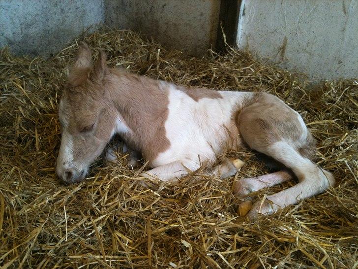 Welsh Partbred (Sec F) Brattensborg Safari surpr billede 4