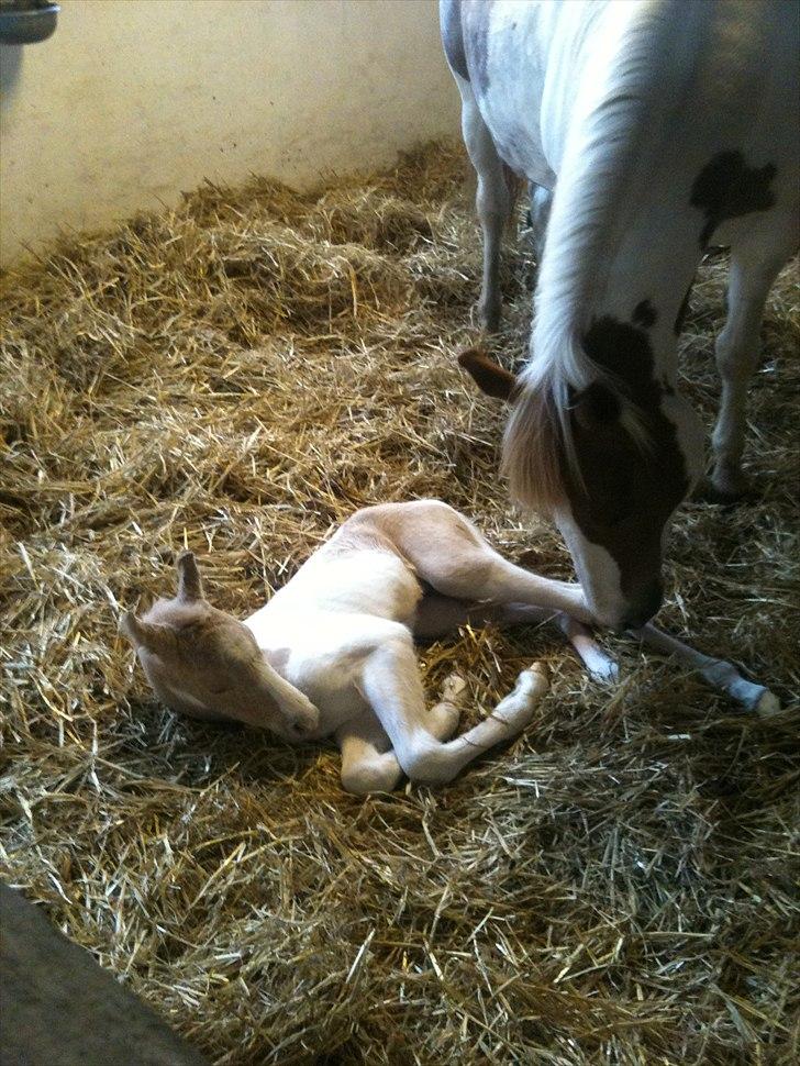 Welsh Partbred (Sec F) Brattensborg Safari surpr billede 5