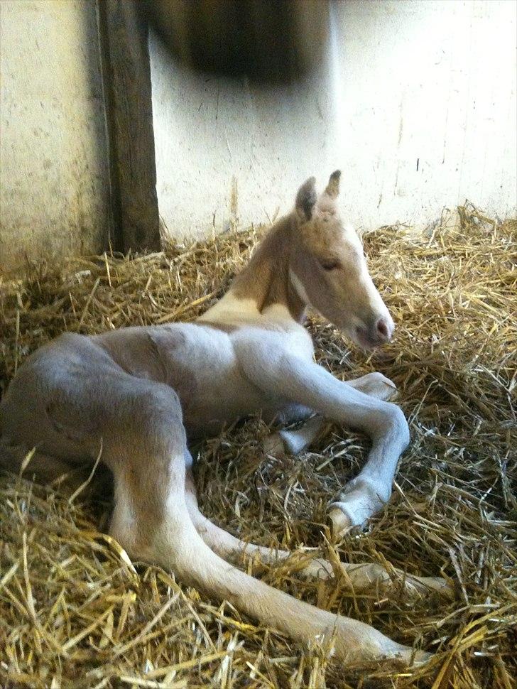 Welsh Partbred (Sec F) Brattensborg Safari surpr billede 6