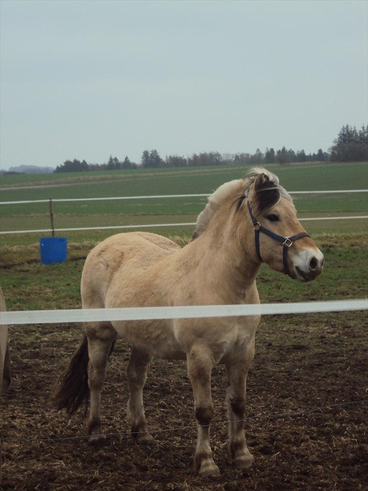 Fjordhest Lukas billede 10