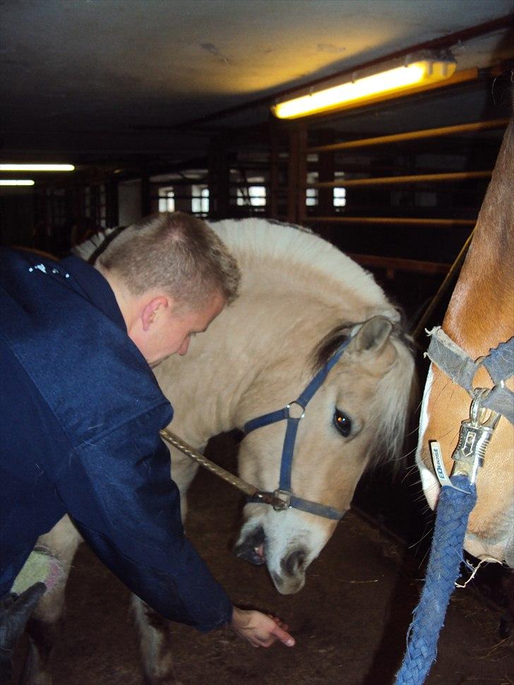Fjordhest Lukas - stik mig en godbid billede 11