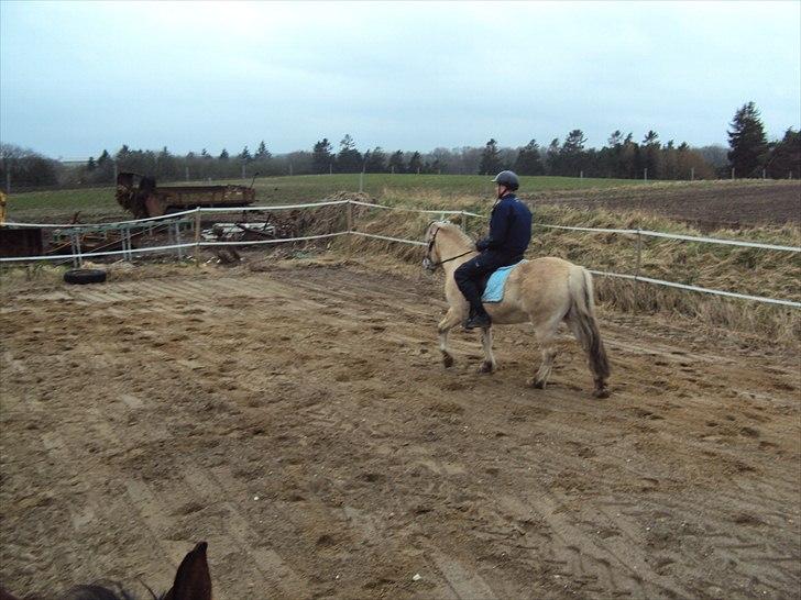 Fjordhest Lukas billede 12