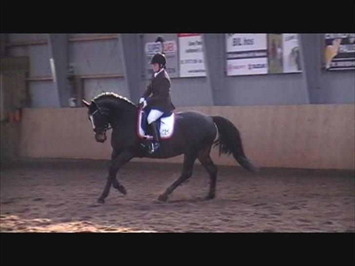 Anden særlig race TEQUILA - Stævne Bedsted marts 2011 billede 15