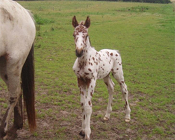 Knabstrupper Coco - coco som føl billede 4