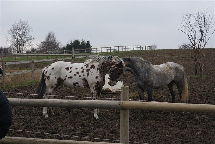 Knabstrupper Coco billede 5