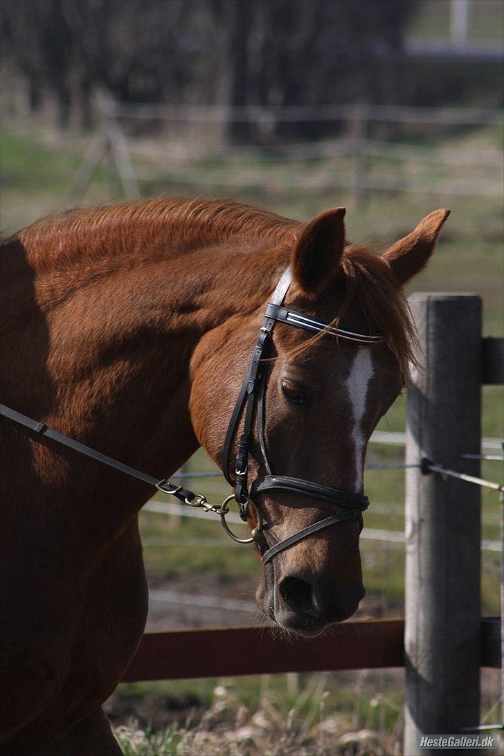 Anden særlig race Unique. billede 1