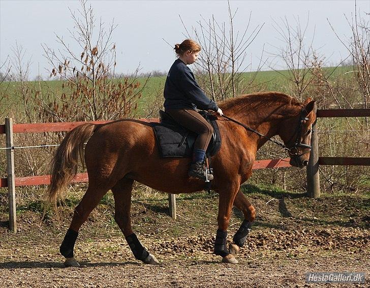Anden særlig race Unique. billede 7