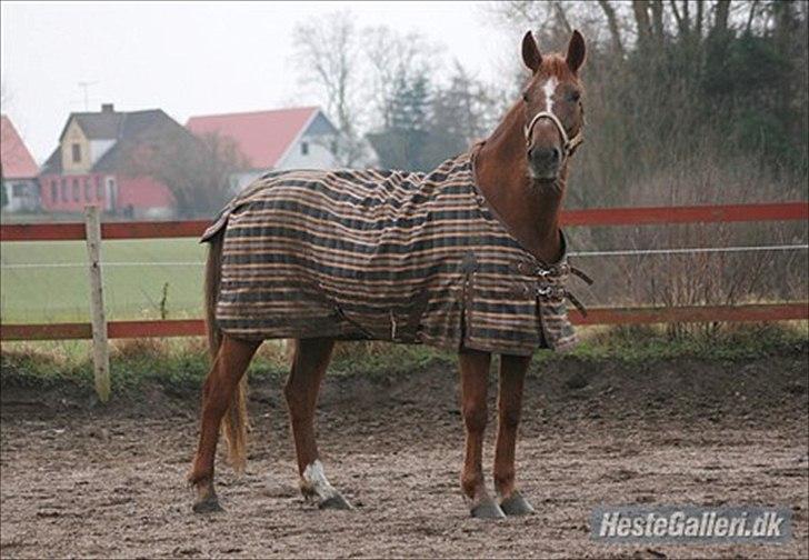 Anden særlig race Unique. billede 8