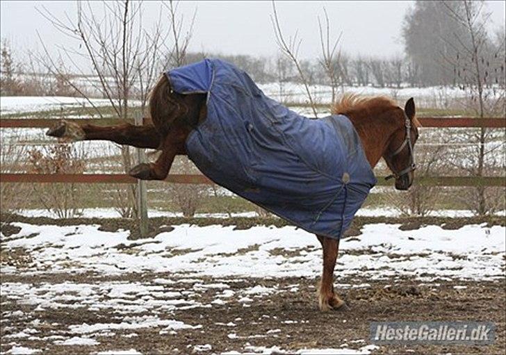 Anden særlig race Unique. billede 9