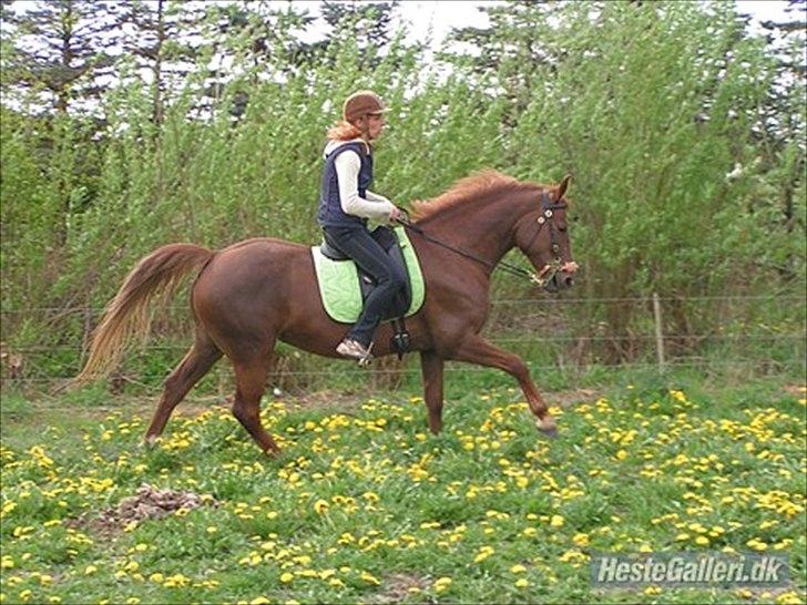 Anden særlig race Unique. billede 10