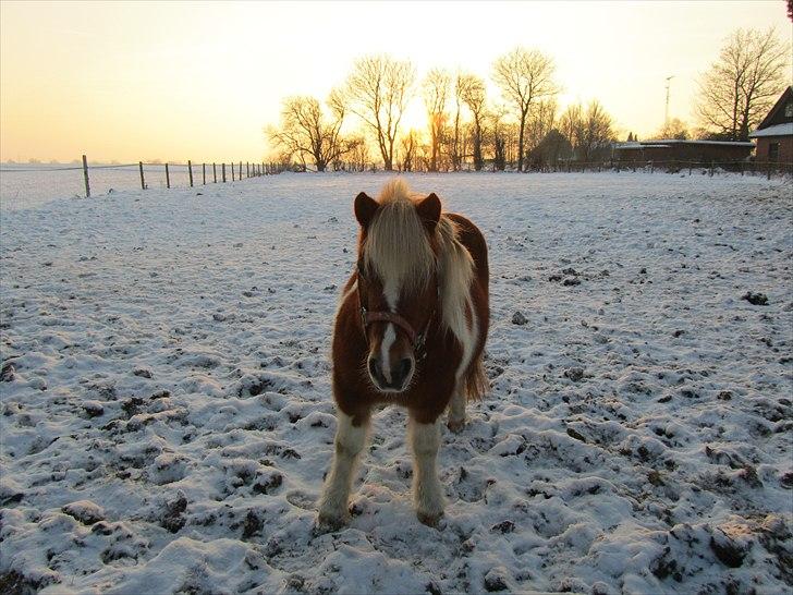 Shetlænder Twister - Twister i sneen billede 1