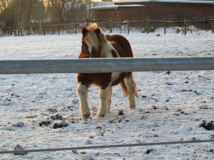 Shetlænder Twister - Twister i sneen billede 2