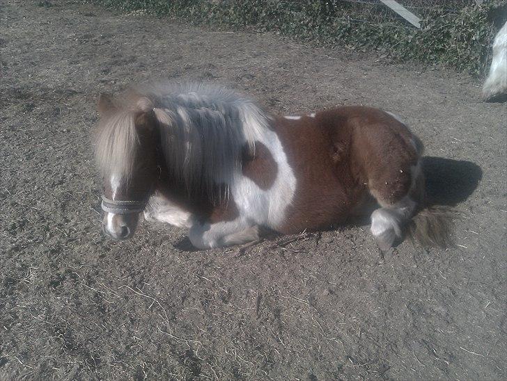 Shetlænder Twister - Twister på fold billede 3