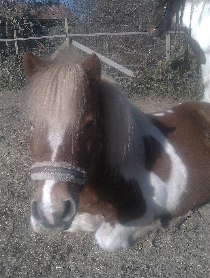 Shetlænder Twister - Twister på fold billede 4