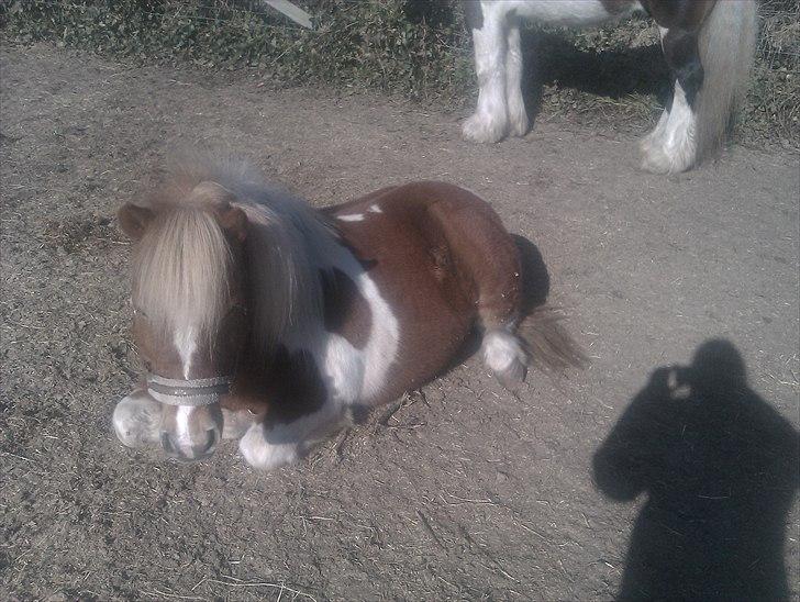 Shetlænder Twister - Twister på fold billede 5