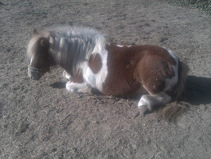 Shetlænder Twister - Twister på fold billede 6