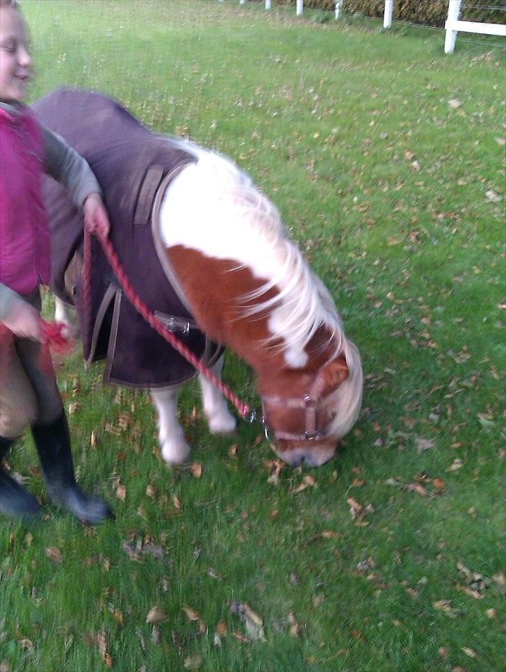 Shetlænder Twister - Twister og Christine billede 7