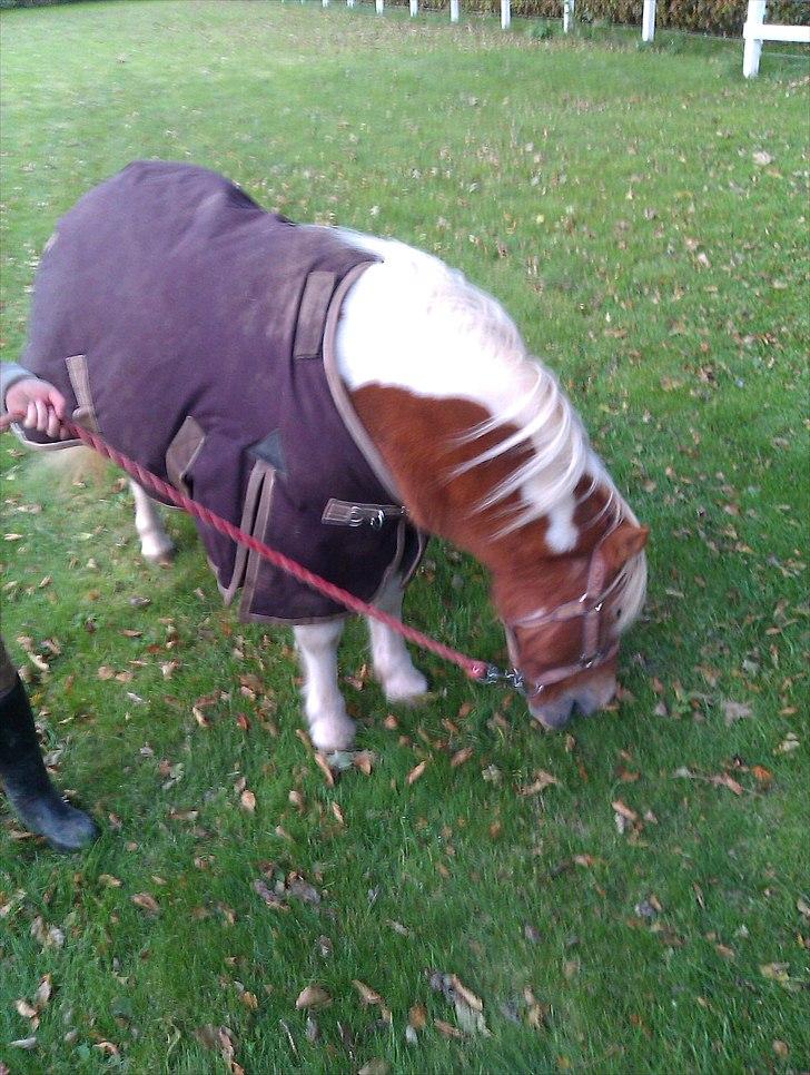 Shetlænder Twister - Twister og Christine billede 8
