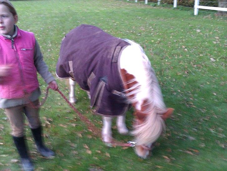 Shetlænder Twister - Twister og Christine billede 9