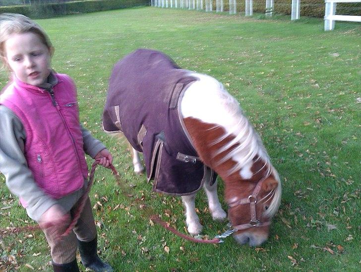 Shetlænder Twister - Twister og Christine billede 10