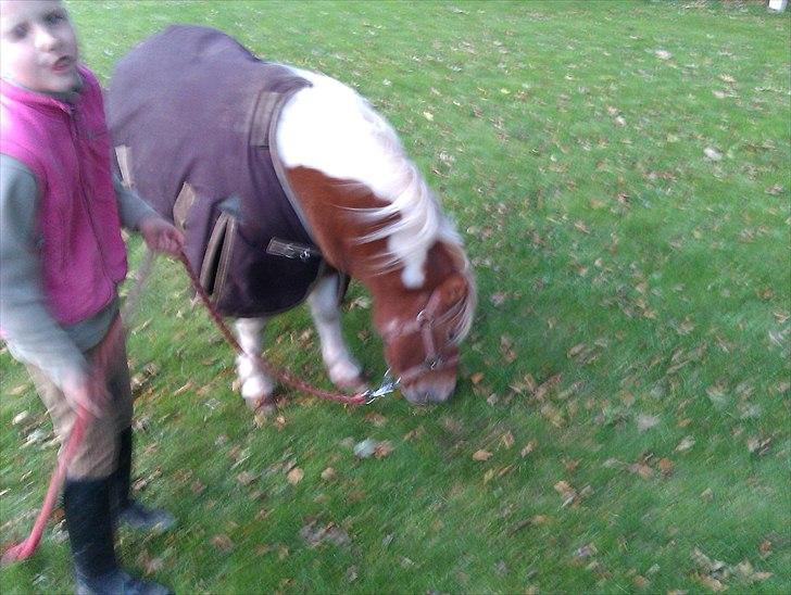 Shetlænder Twister - Twister og Christine billede 11