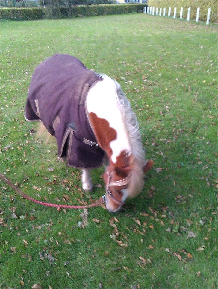 Shetlænder Twister - Twister og Christine billede 12
