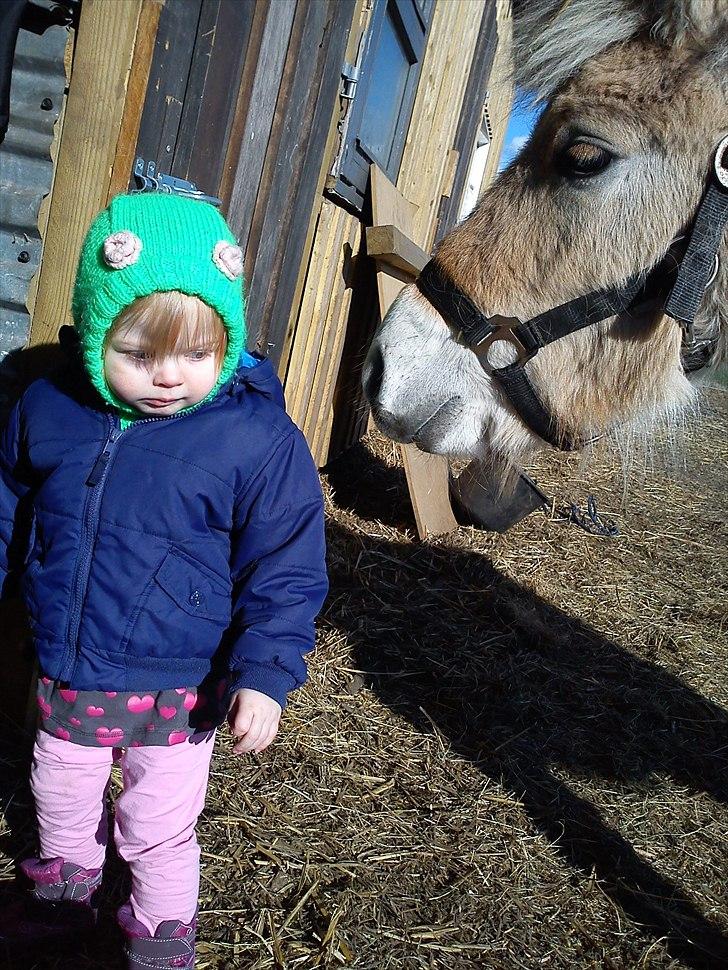 Fjordhest Bentley Prinsen  billede 20