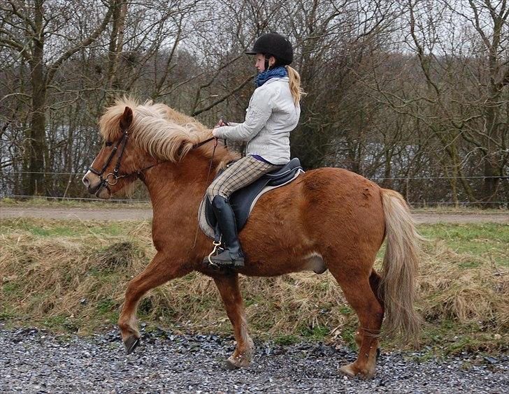 Islænder Hjalli fra Tranten - <3 billede 15