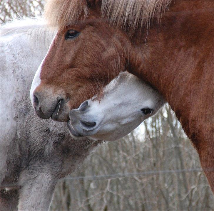 Islænder Hjalli fra Tranten - Hjalli & Krafsa<3 billede 16