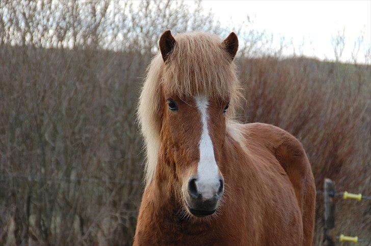 Islænder Hjalli fra Tranten - <3 billede 17